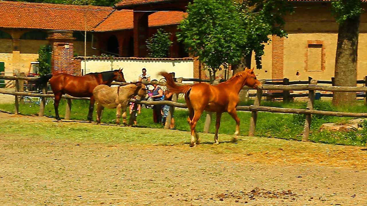 Giro in bicicletta nel Parco della Mandria di Venaria Reale