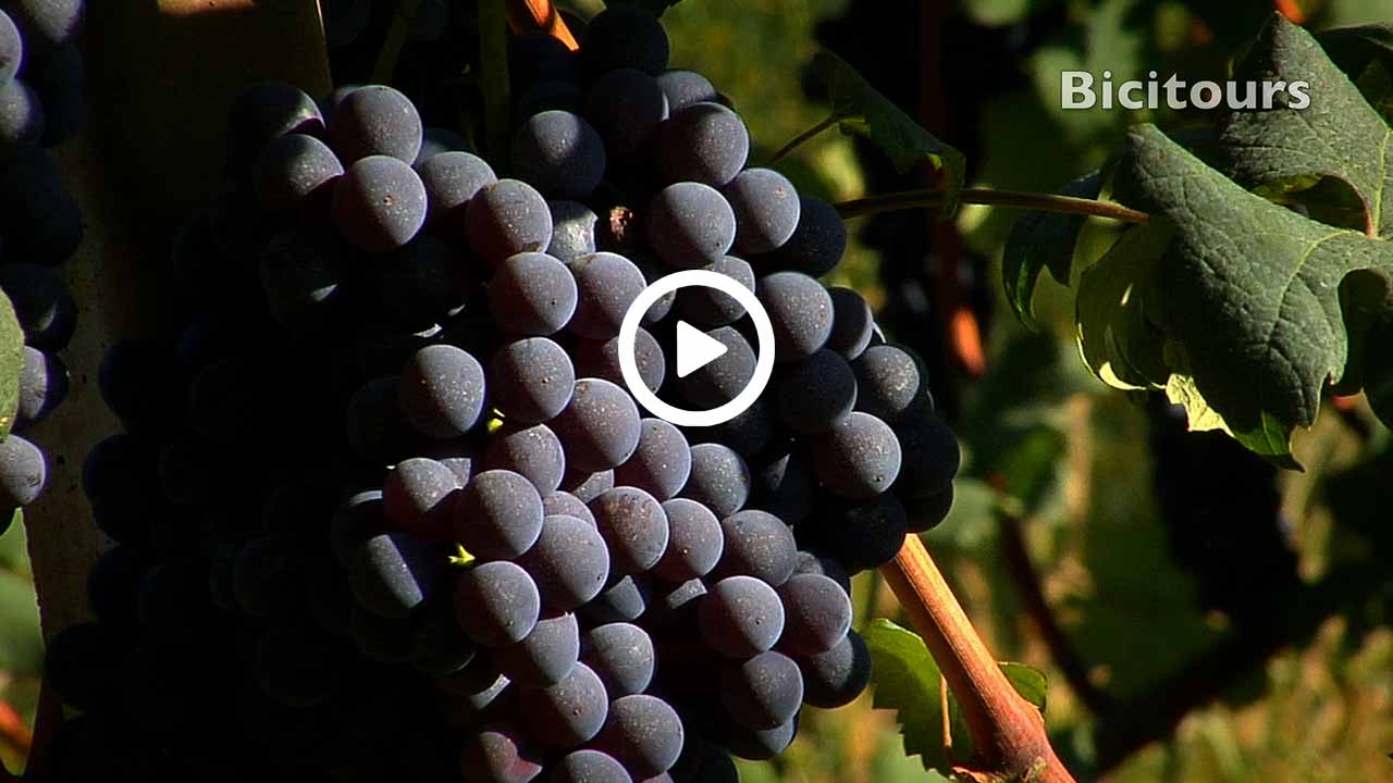 Bra Barbaresco in bicicletta lungo le vie del vino