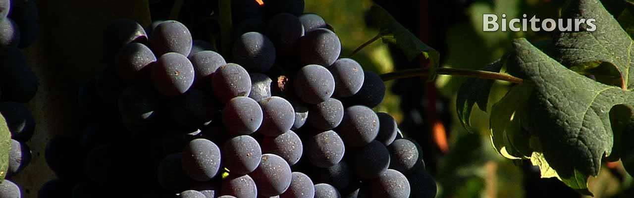 Bra Barbaresco in bicicletta lungo le vie del vino