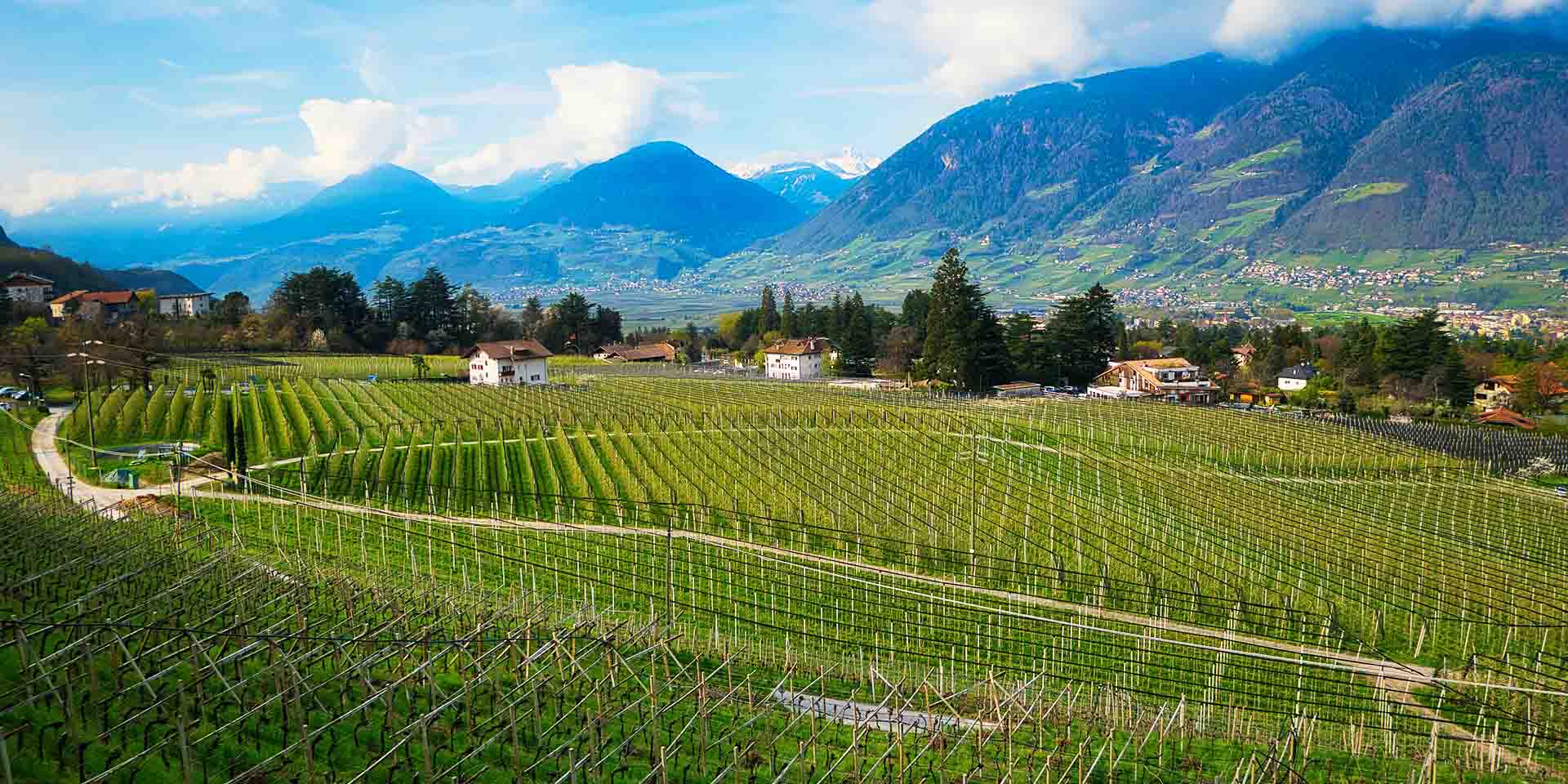 I vini del Trentino Alto Adige. Un viaggio in bici tra vigne e sapori