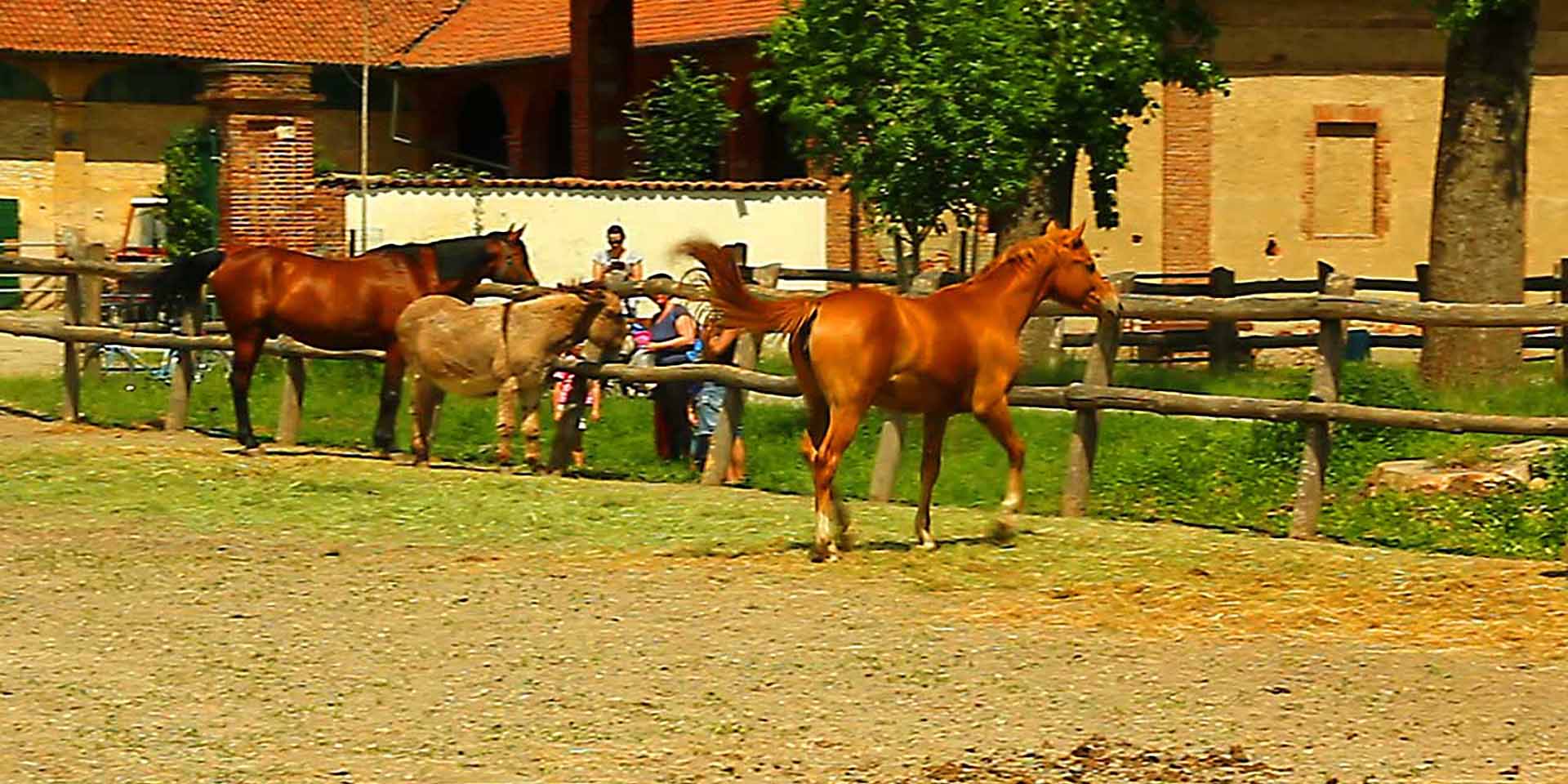 Giro in bicicletta nel Parco della Mandria di Venaria Reale