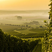 Bra Barbaresco in bicicletta lungo le vie del vino